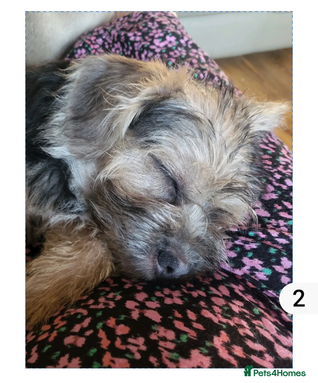 Mixed Breed dogs for sale: 8 month old pup - Advert 3