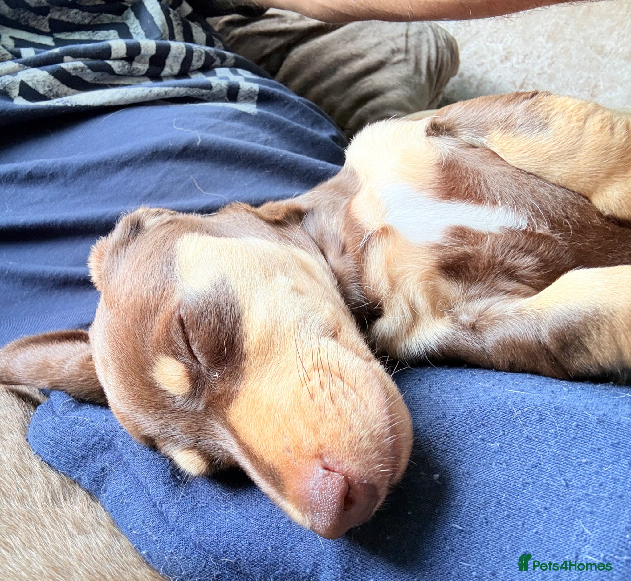 Miniature Dachshund dogs miniature dachshunds k c - Advert 2