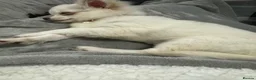 Chihuahua dogs for sale: Long haired white chihuahua puppies  in Cardiff - Advert 7