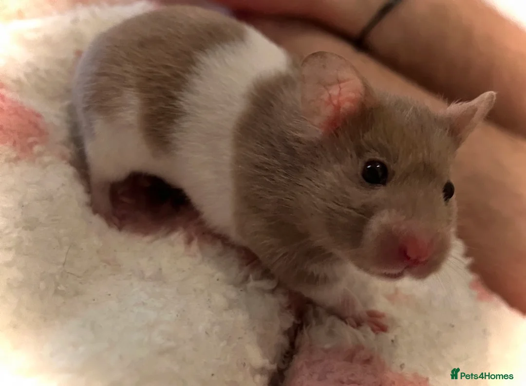 Hamster rodents for sale: Hamster with enclosure  - Advert 2