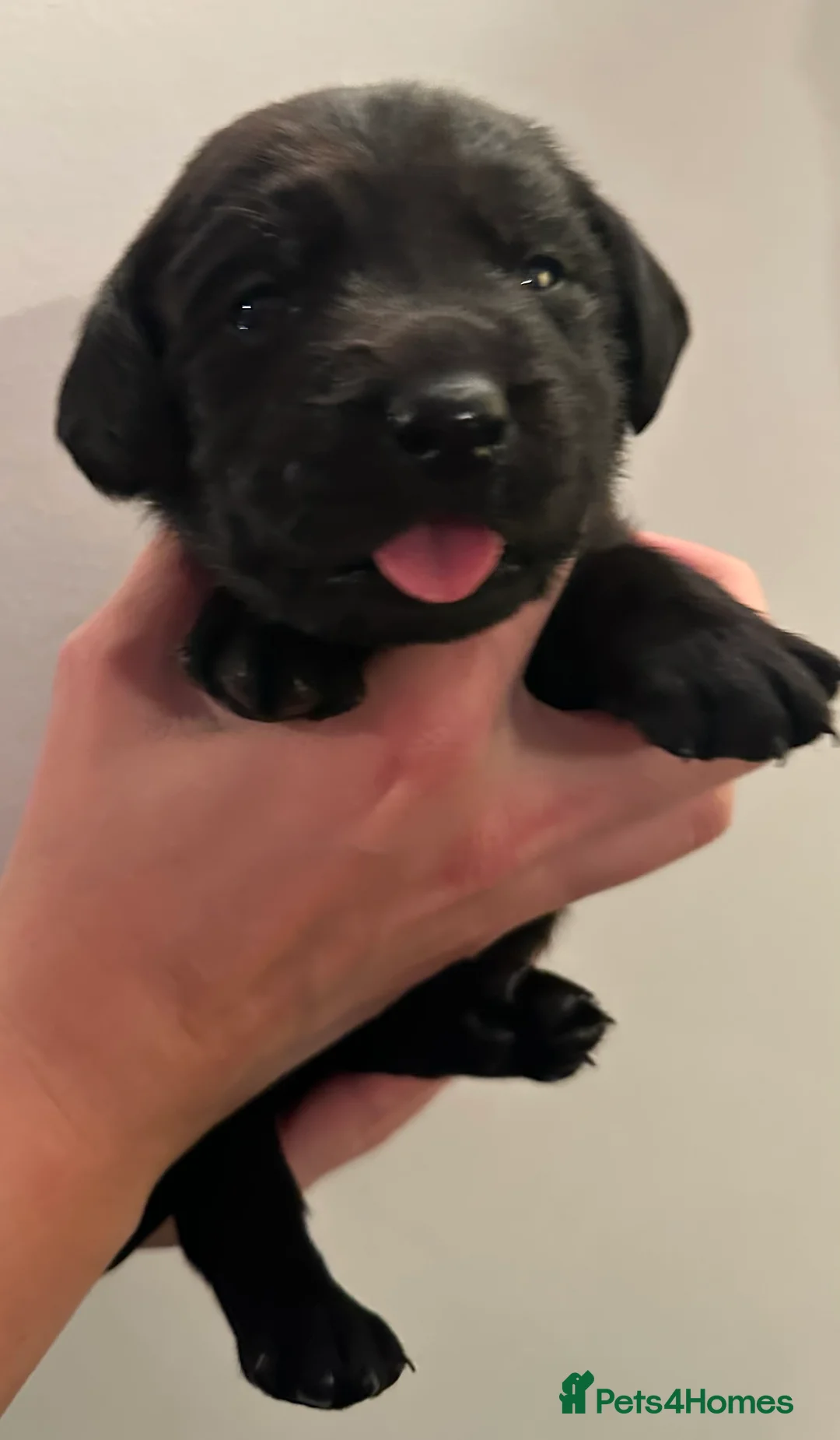 Labrador Retriever dogs for sale: Last 2 stunning kc reg black labradors - Advert 24