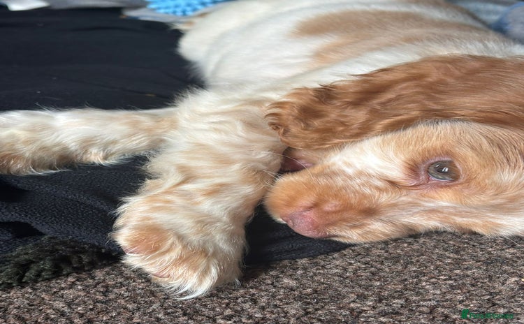 Cocker Spaniel dogs - Advert 2