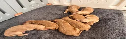Goldendoodle dogs for sale: GoldenDoodle F1b  - Advert 14