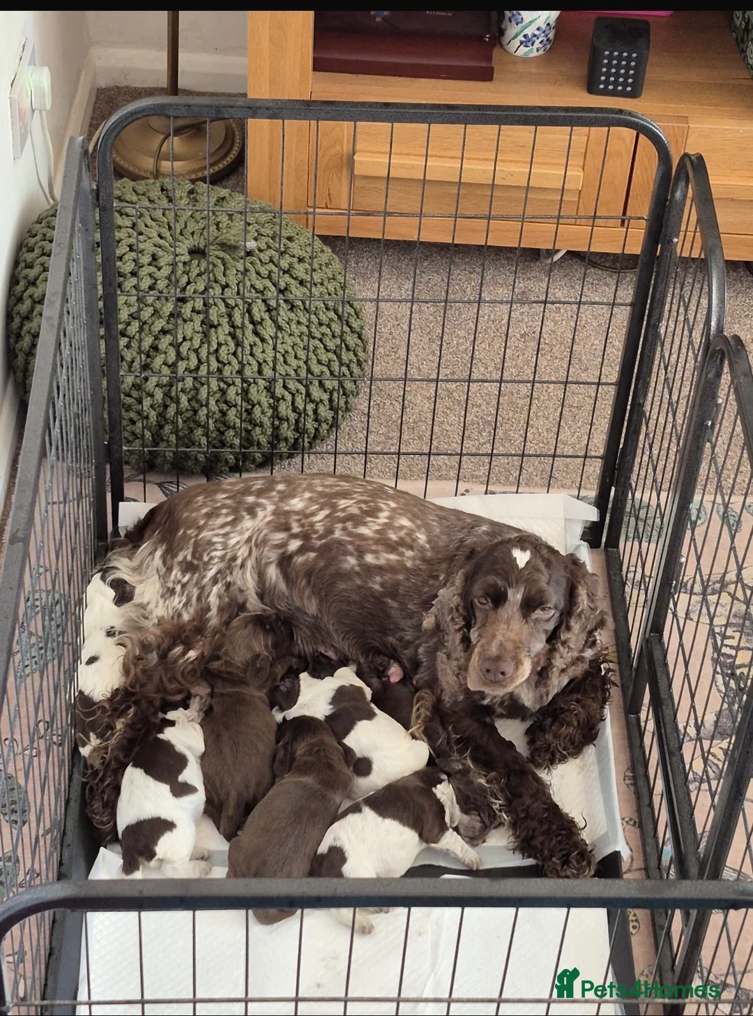 Cocker Spaniel dogs for sale: Show Cocker Spaniels  - Advert 1