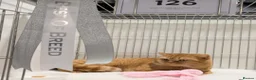 British Shorthair cats for sale: Champion British Shorthair babies  - Advert 4