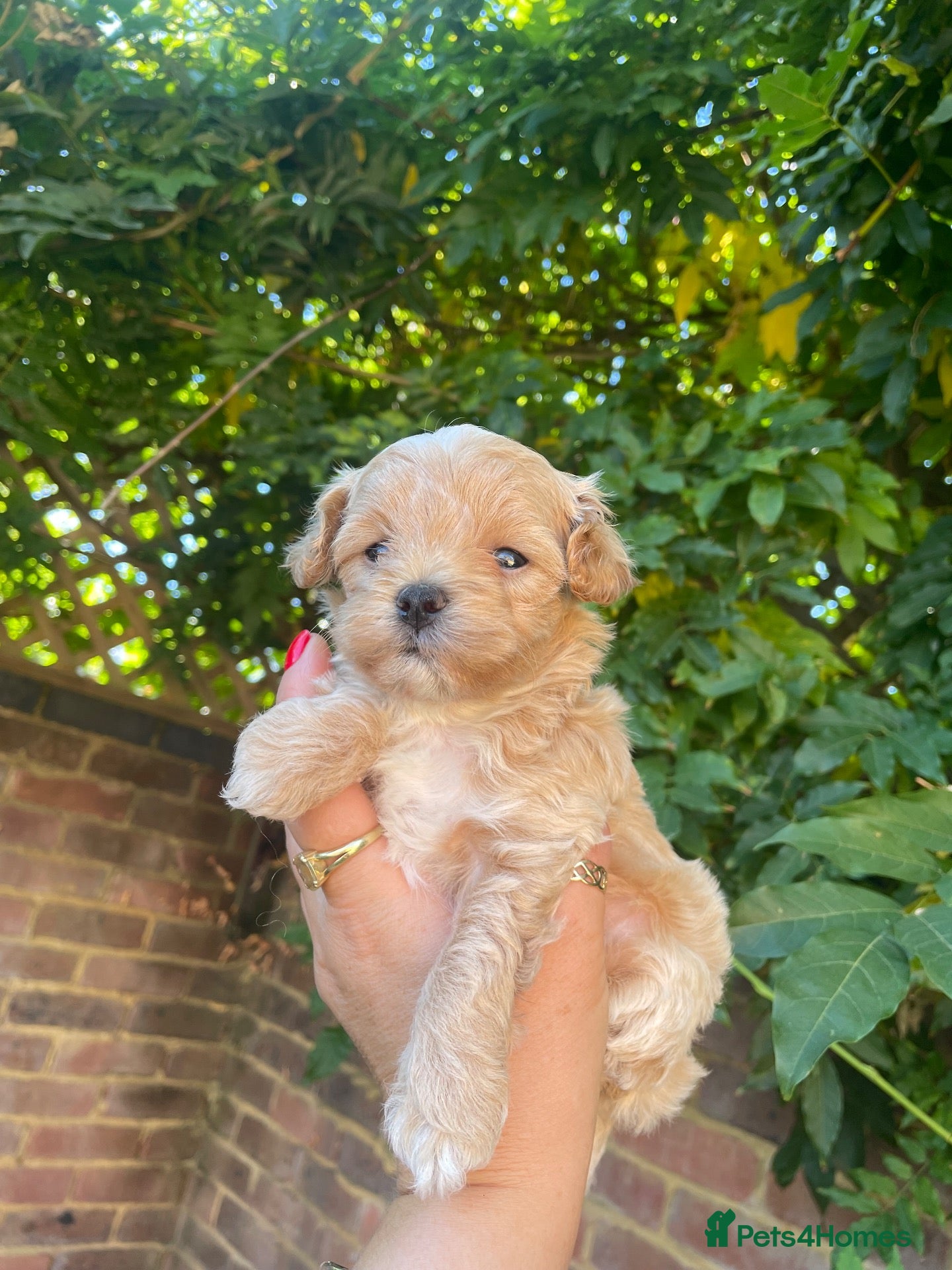 Maltipoo dogs Beautiful Tiny Maltipoo Puppies  - Advert 5