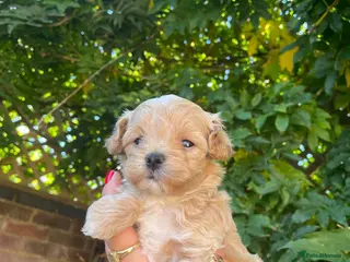 Maltipoo dogs Beautiful Tiny Maltipoo Puppies - Advert 5