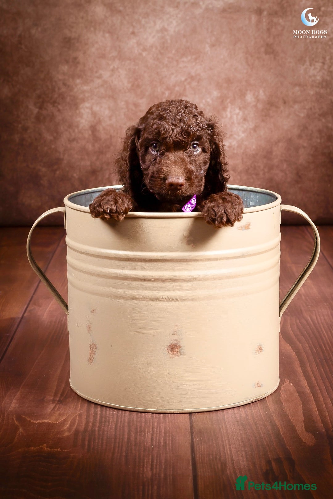 Cockapoo dogs for sale: **Ready Now**Miniature F1B Cockapoos  - Image 11