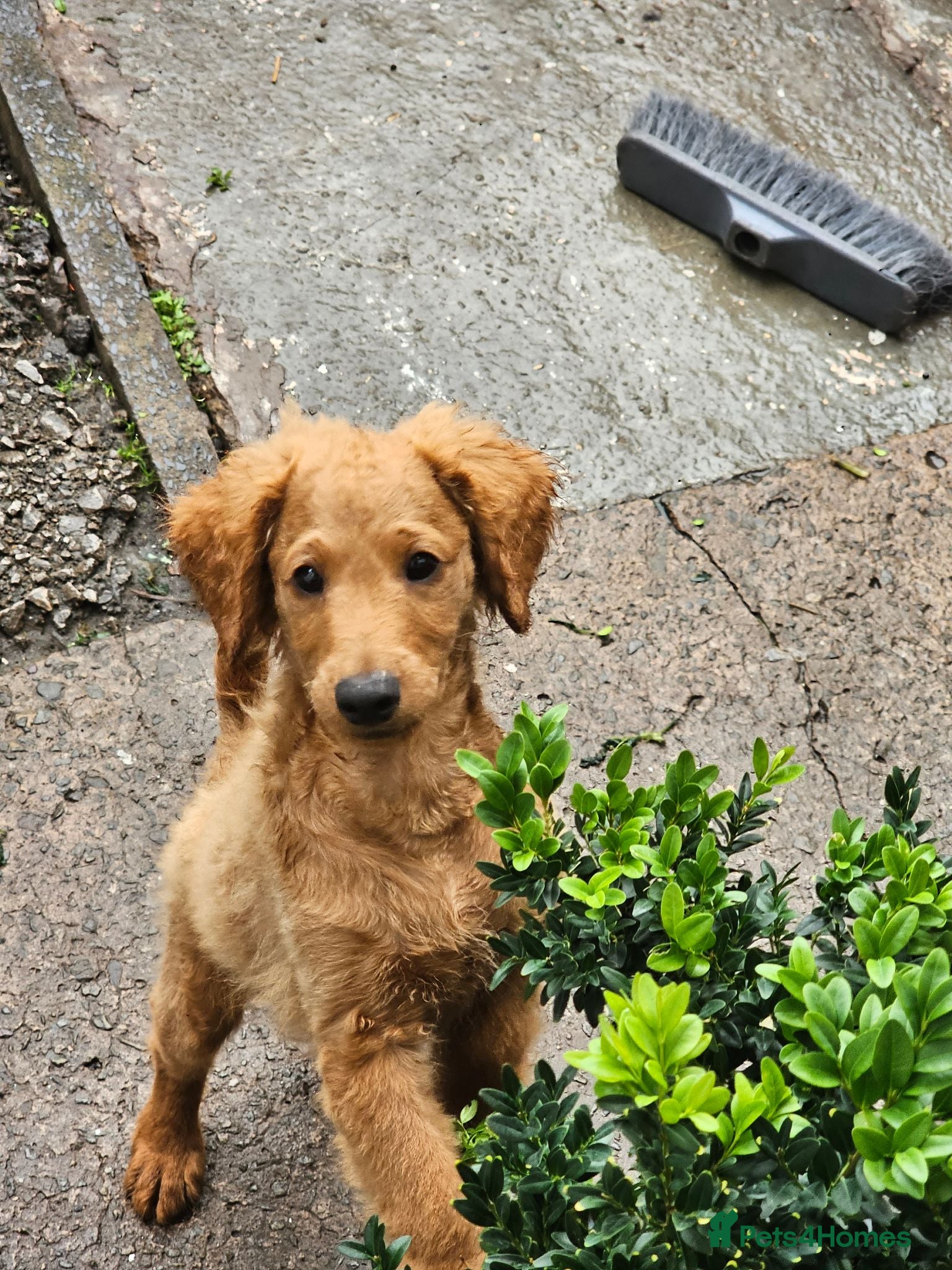 Cavapoo dogs Adorable Cavapoo Puppies Looking for Loving Homes - Advert 6