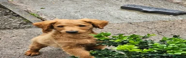 Cavapoo 3