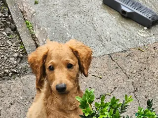 Cavapoo dogs Adorable Cavapoo Puppies Looking for Loving Homes - Advert 6