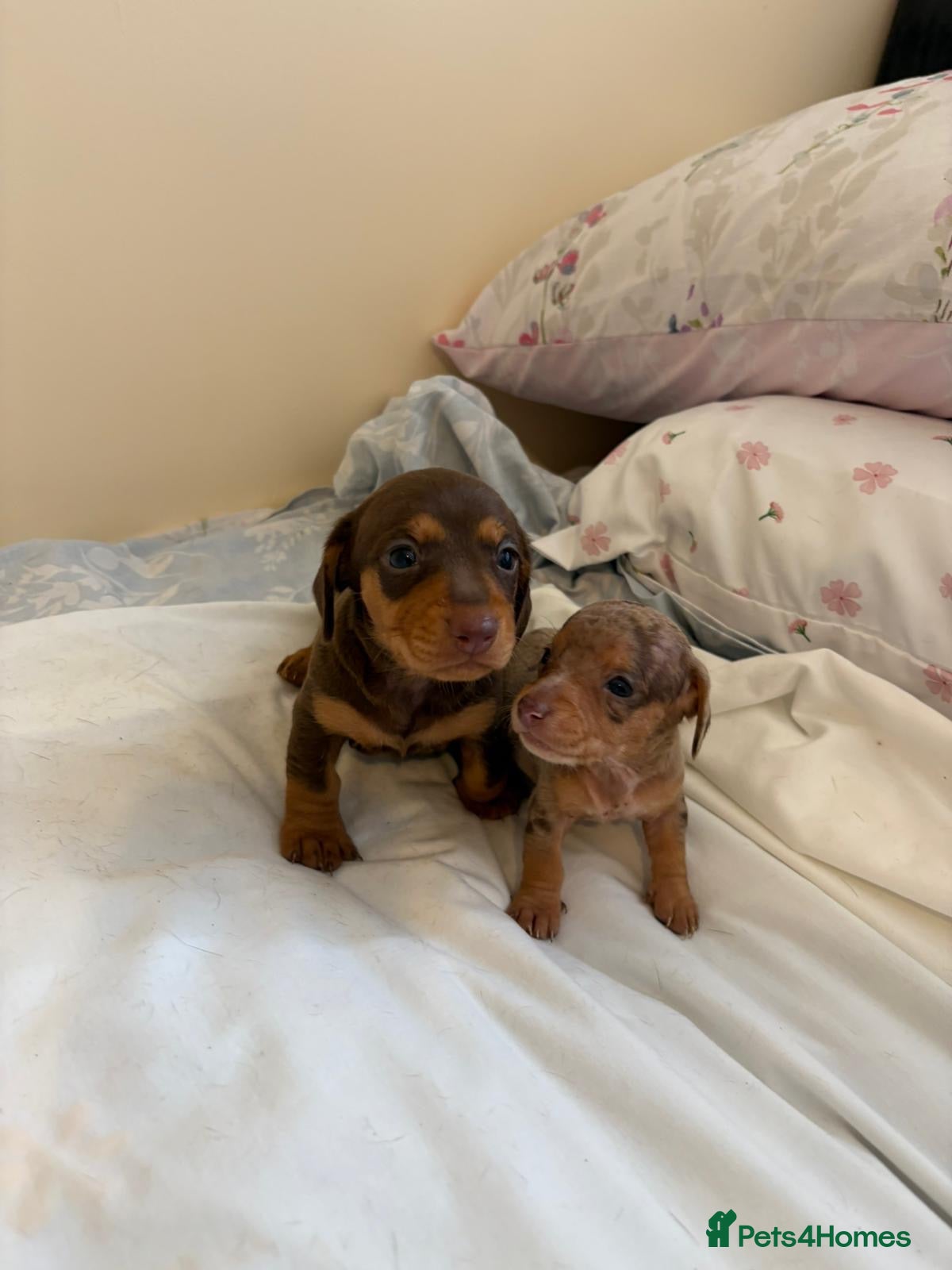 Dachshund dogs Dachsuand  - Advert 6