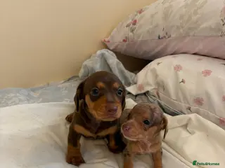 Dachshund dogs Dachsuand - Advert 9
