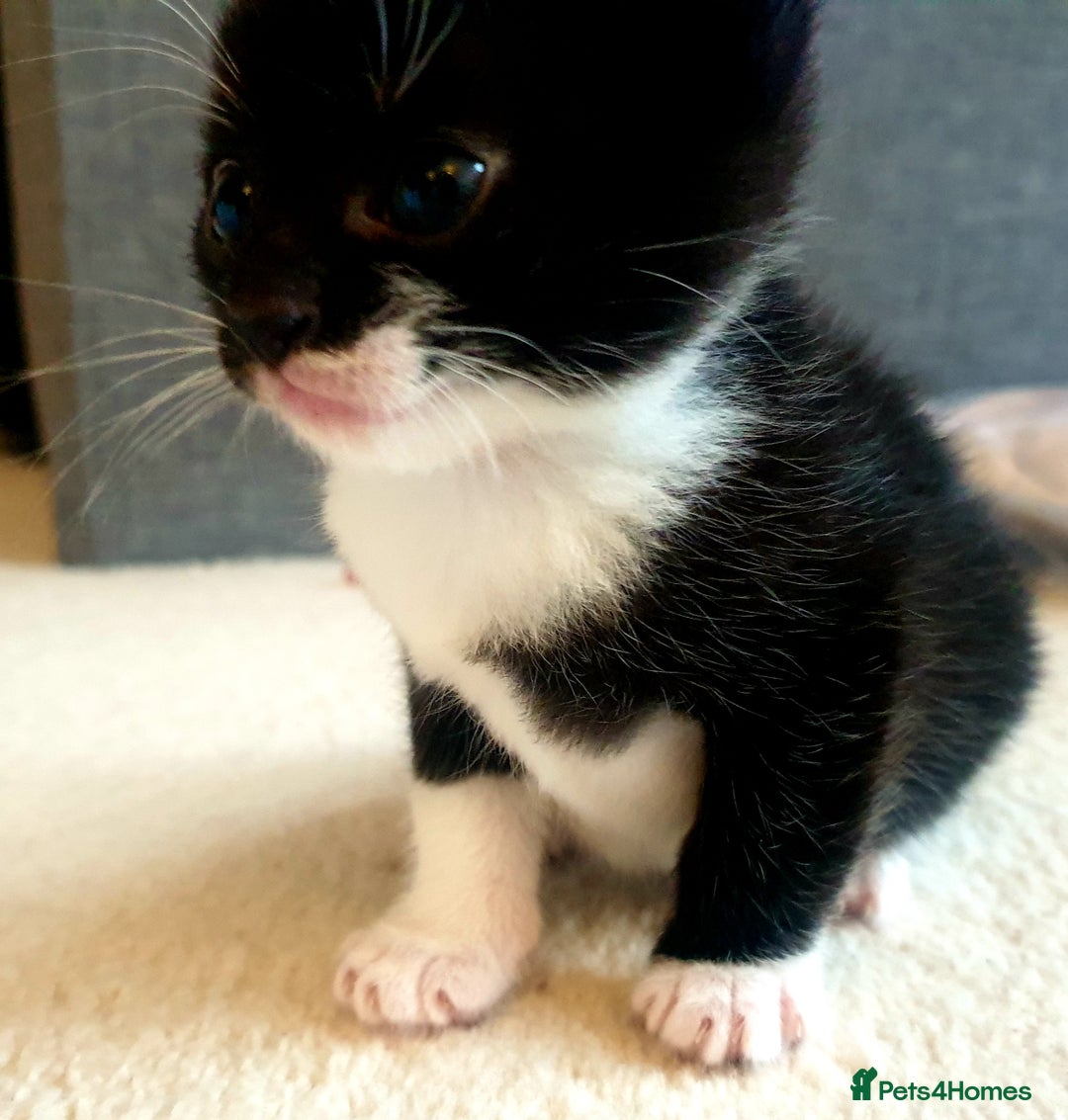 Mixed Breed cats for sale: Sweet Black & White & Tabby Kittens - Image 7