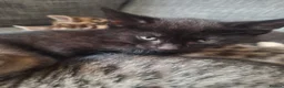 Mixed Breed cats for sale: 2 litters of 2 mommy in Preston - Advert 6