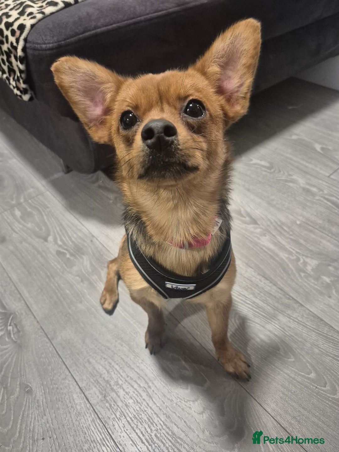 Mixed Breed dogs for sale: REHOMIG A BEAUTIFLY LITTLE FURBABY approx 6years  - Advert 4