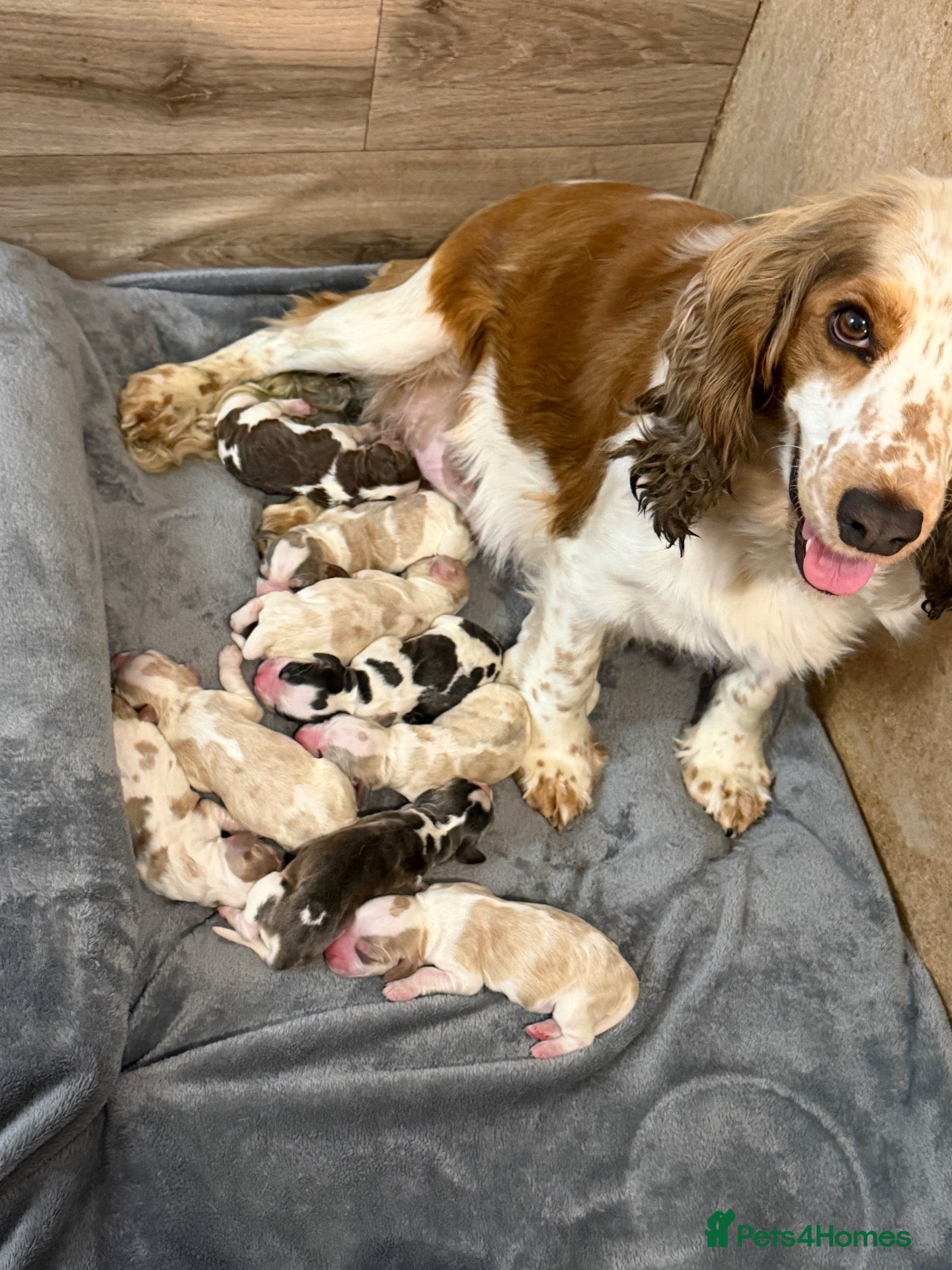 Cocker Spaniel dogs Merle and Sable cocker spaniel puppies - Advert 1
