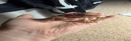 Bearded Dragon reptiles for sale: Bearded dragon and set up - Advert 2