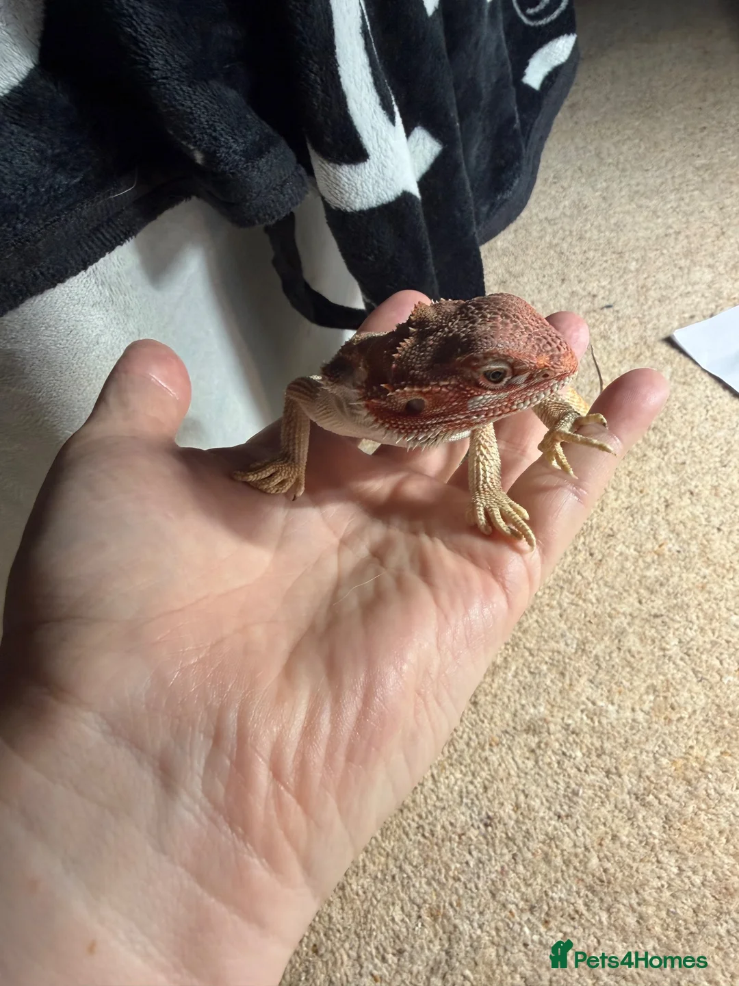 Bearded Dragon reptiles for sale: Bearded dragon and set up - Advert 2