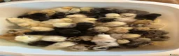 Chickens poultry for sale: 6x Silkies USA Hatching Eggs Collection OrDelivery - Advert 15