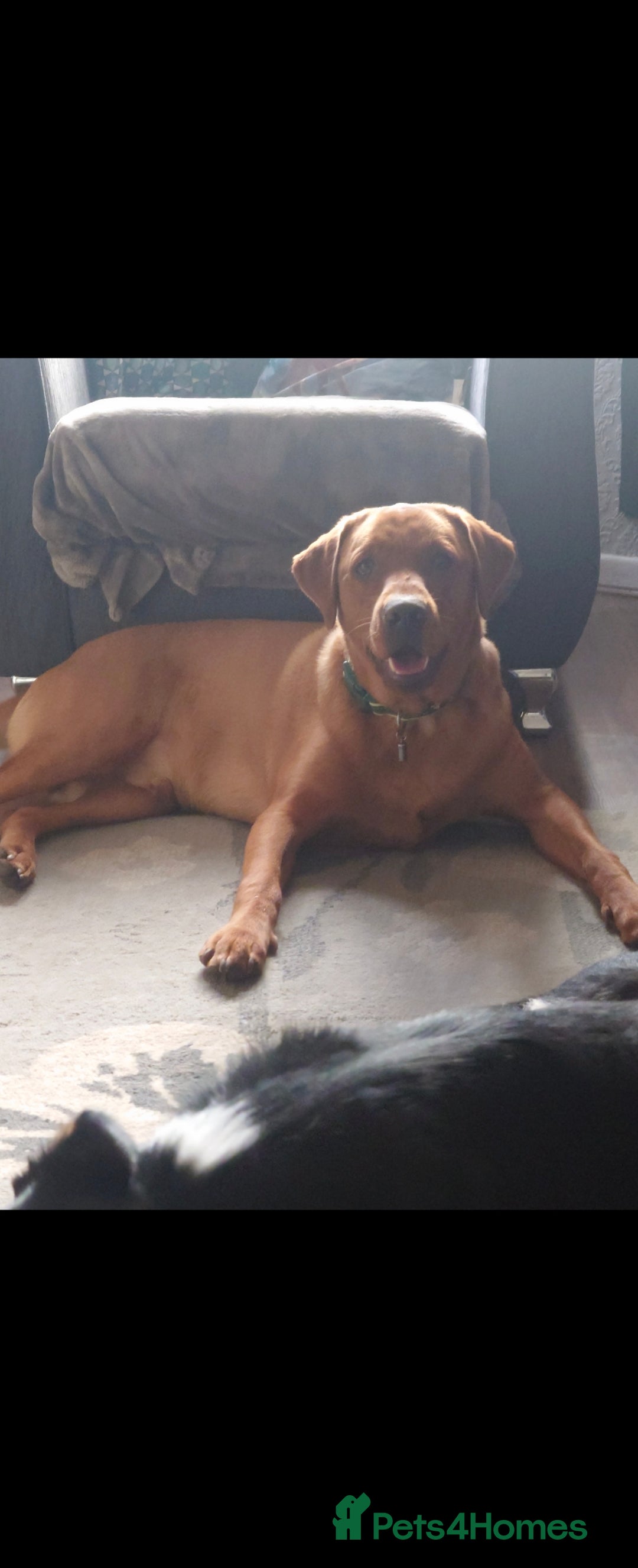 Labrador Retriever dogs for stud: Fox red labrador for stud - Advert 3