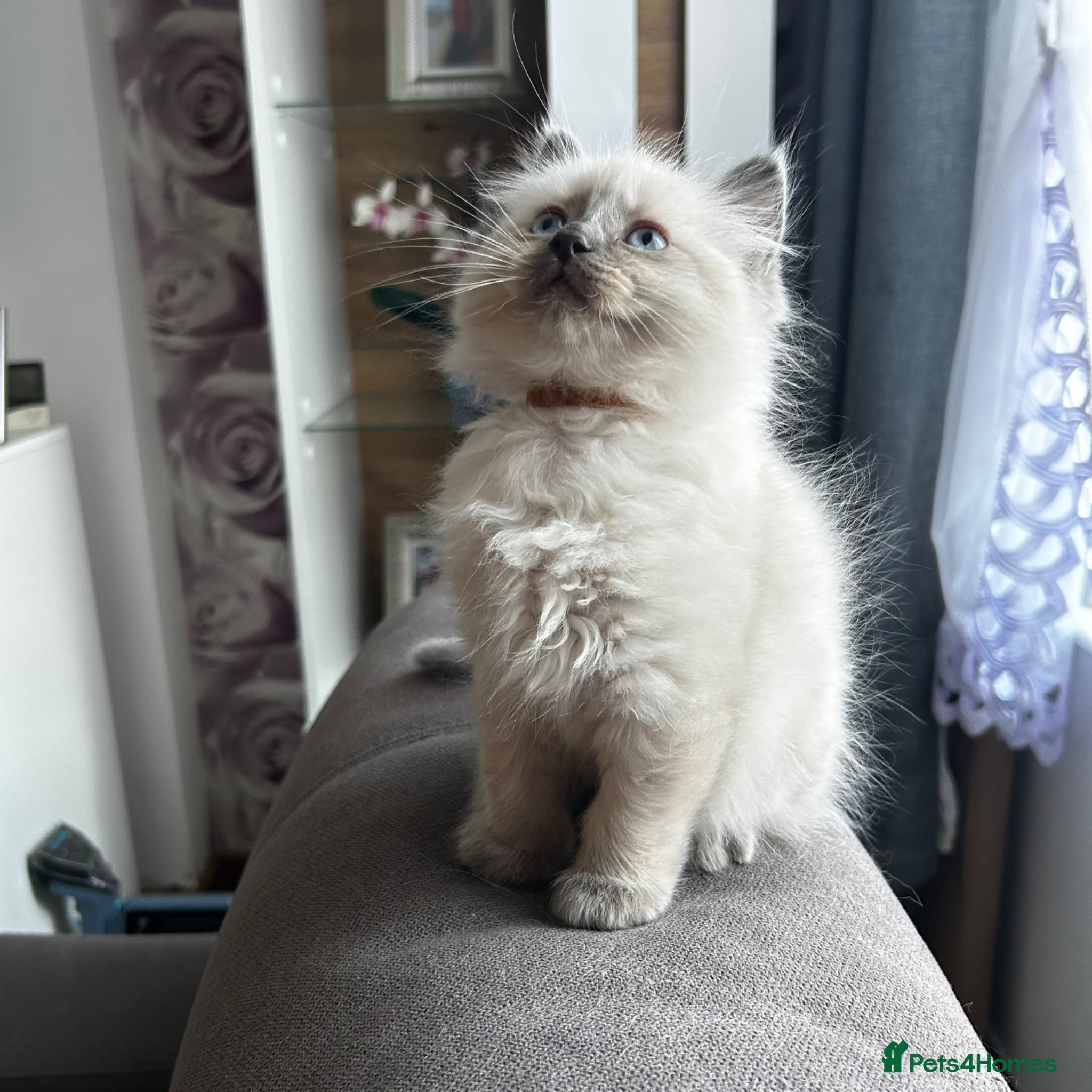 Ragdoll cats Beautiful Ragdoll kittens  - Advert 2