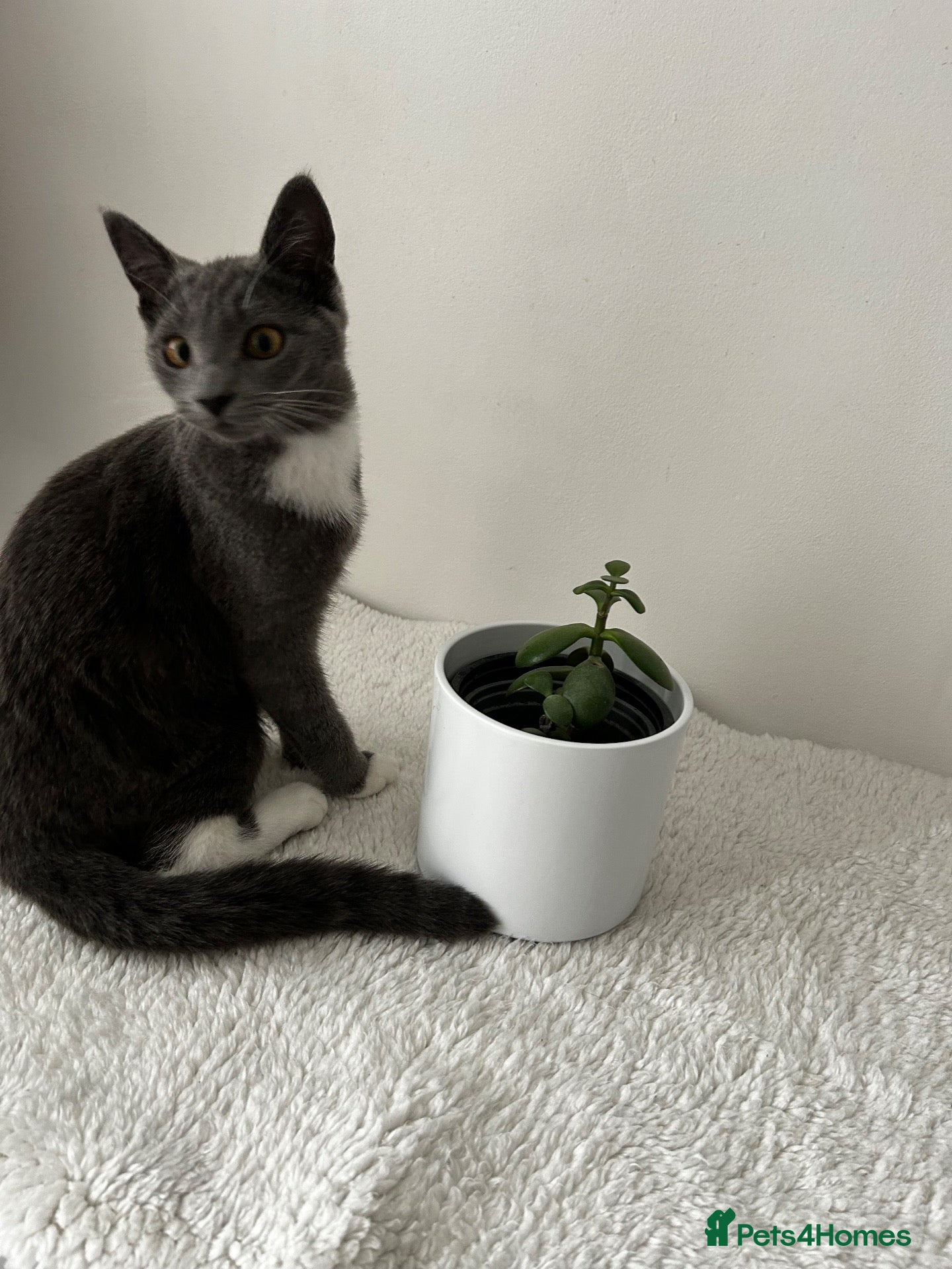 Mixed Breed cats My sweet girl Bambi. Female grey cat for sale - Advert 1