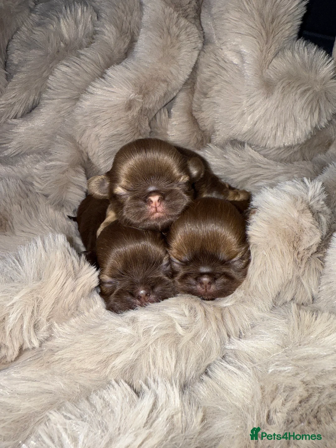 Shih Tzu dogs for sale: Last imperial shihtzu boy 🐻 real life teddy bear  - Advert 5