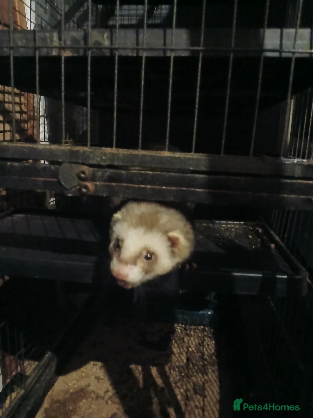 Ferret rodents for sale: Rambo in Ipswich - Advert 1