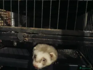 Ferret rodents Rambo in Ipswich - Advert 5