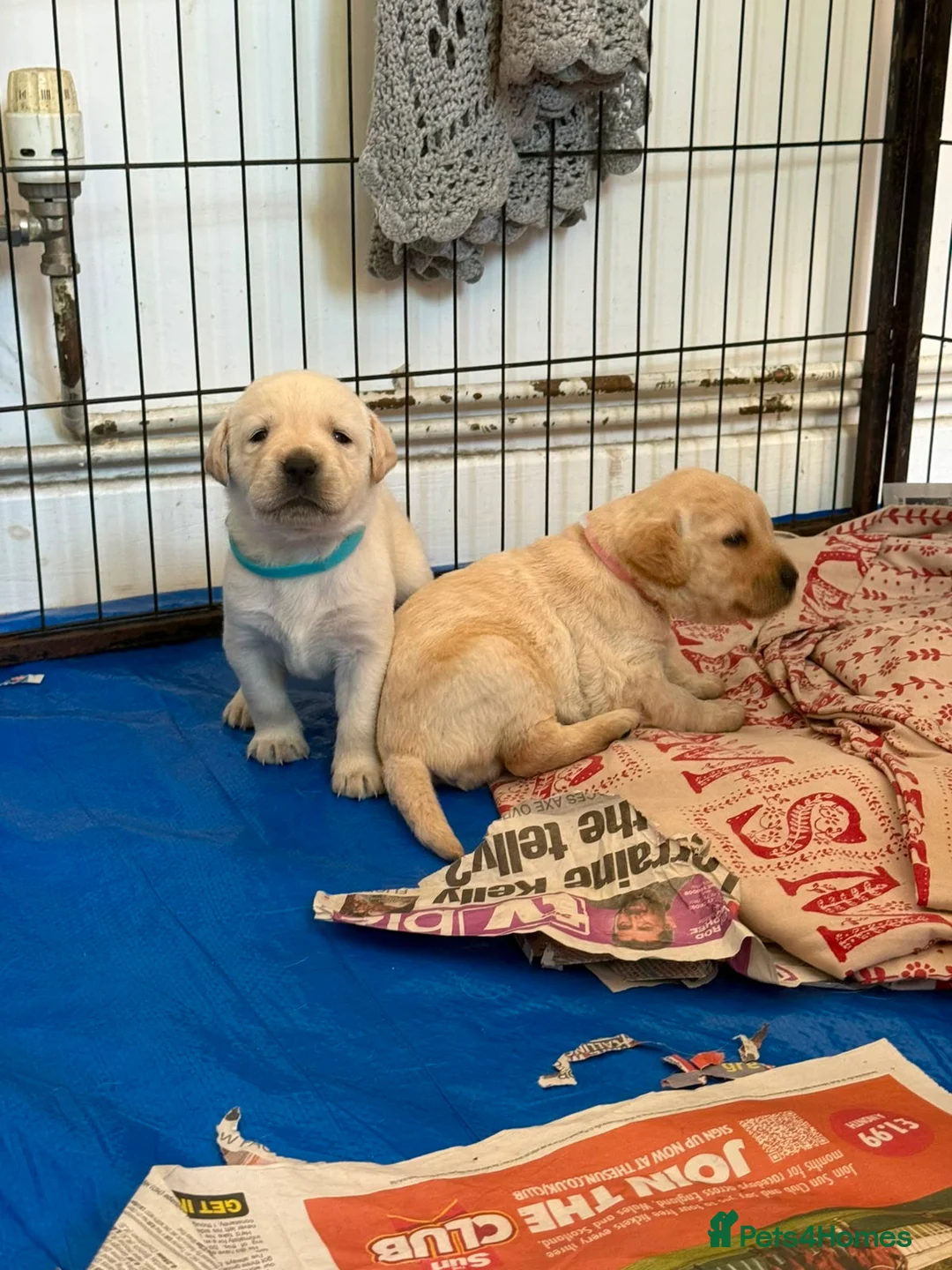 Labrador Retriever dogs for sale: Labrador Puppies Looking For Their Forever Homes  - Advert 40