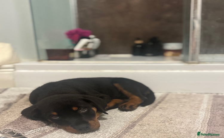 Rottweiler dogs - Advert 8