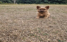 Mixed Breed dogs for sale: Chocolate frenchie X Chow carrying pink  - Image 14