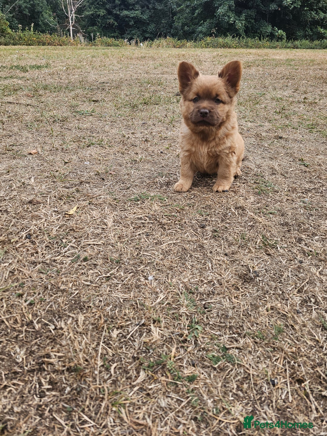 Mixed Breed dogs for sale: Chocolate frenchie X Chow carrying pink  - Image 14