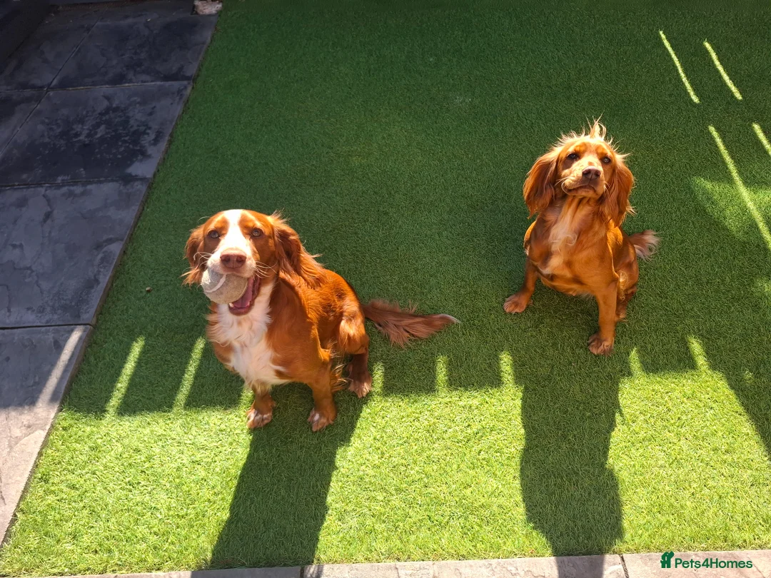 Cocker Spaniel dogs for sale: Cocker spaniel puppies - Advert 1