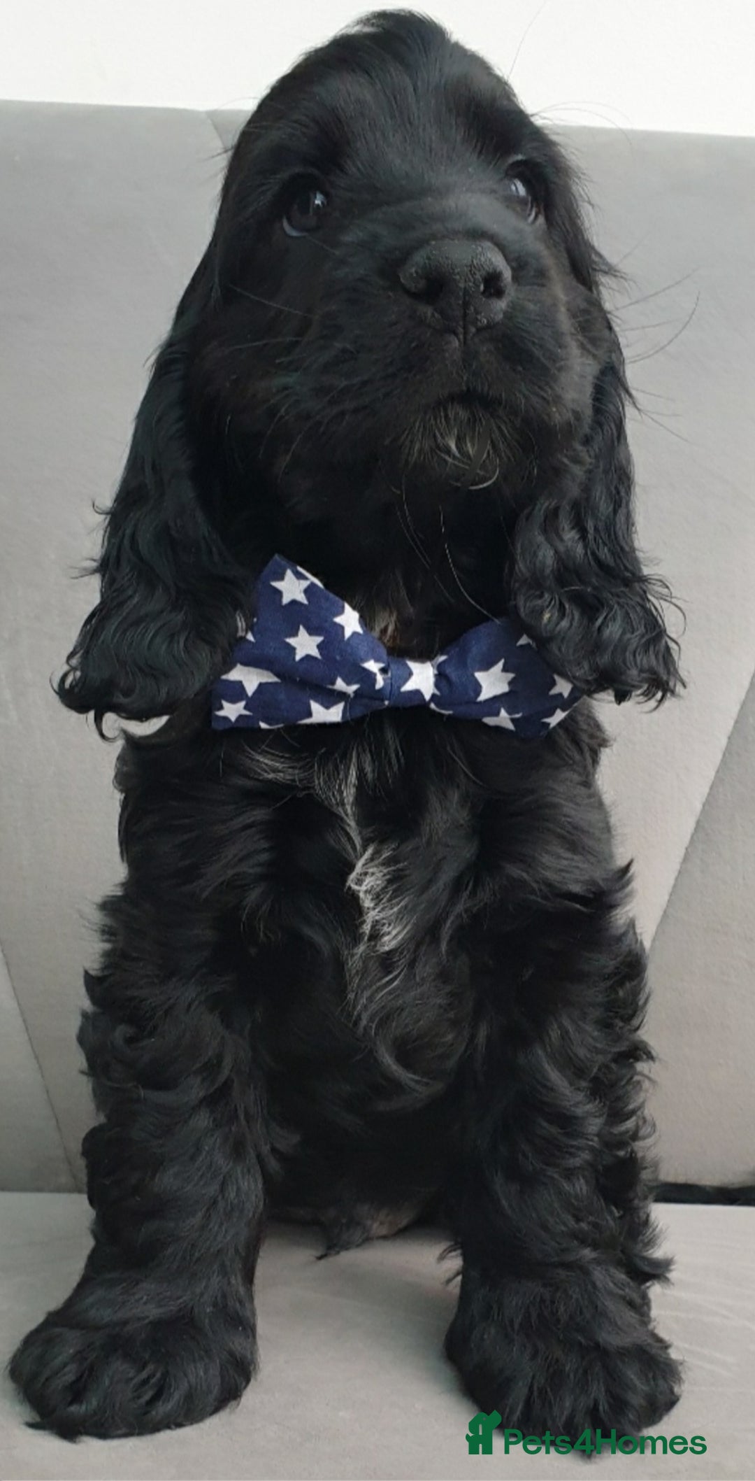 Cocker Spaniel dogs for sale: Outstanding health tested golden show cockers - Advert 8