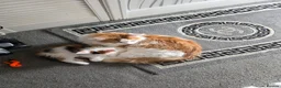 Maine Coon cats for sale: STUNNING MAINE COON KITTENS  - Advert 6
