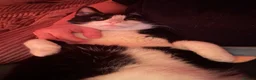 Mixed Breed cats for sale:  **   in Manchester - Advert 24