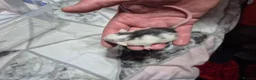 Rat rodents for sale: Baby Dumbo Rats - Advert 5