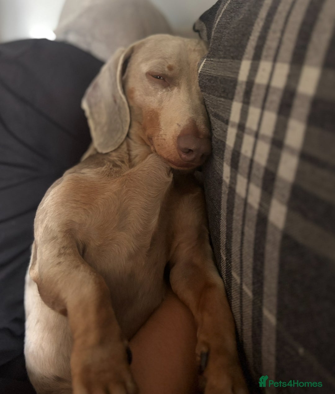 Miniature Dachshund dogs for sale: Miniature dachshund  - Advert 1