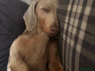 Miniature Dachshund dogs Miniature dachshund - Advert 1