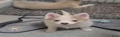 Pomsky Puppy, 5 lilac Pied