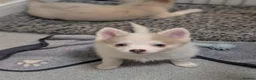 Pomsky dogs for sale: Stunning F3 Pomsky Puppies! - Advert 21