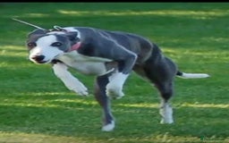 Whippet dogs for sale: kc registered Whippets  - Image 12