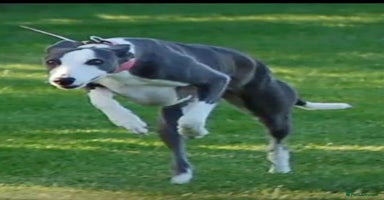 Whippet dogs - Advert 7