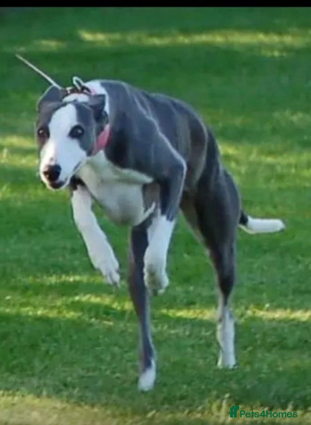 Whippet dogs for sale: kc registered Whippets  - Image 12