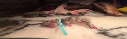 French Bulldog dogs for sale: 7 stunning rare frenchies  - Advert 5