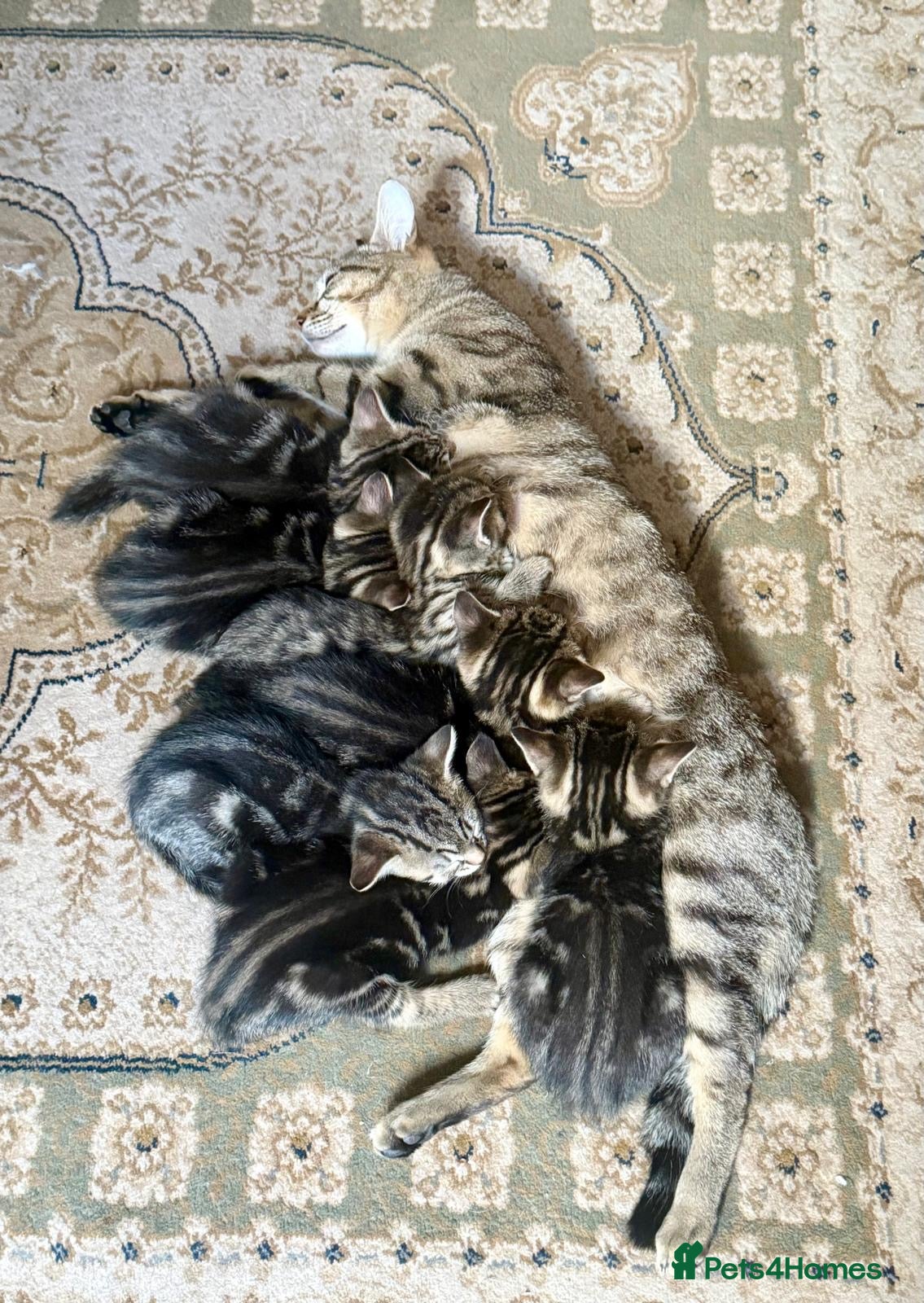 Mixed Breed cats for sale: Beautiful kittens available  - Advert 3