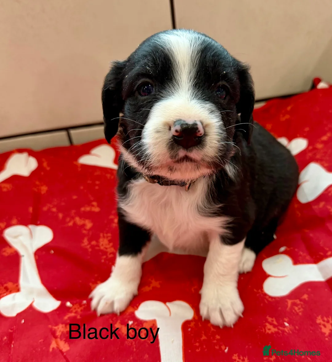 Sprollie dogs for sale: Sprollie puppies-Experienced licensed breeder  - Advert 1