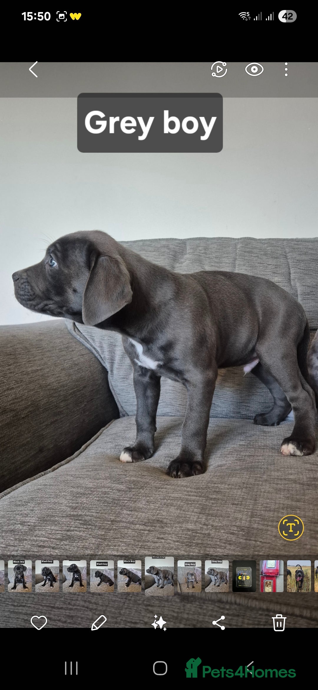 Cane Corso dogs for sale: Ready for new homes, cane corsos.  - Advert 5
